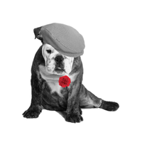 UnBulldogInglesPorMadrid